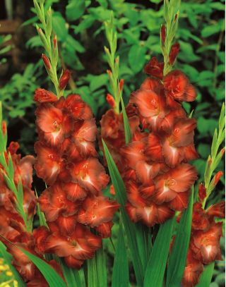 Gladiolus - Mieczyk czekoladowy Chocolate - 5 cebulek