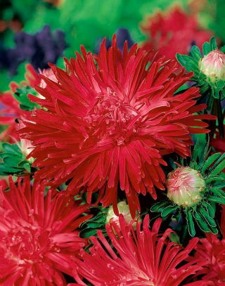 Aster chryzantemowy Flaming - czerwony