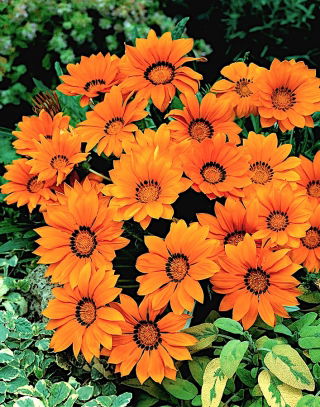 Gazania Orange With Ring