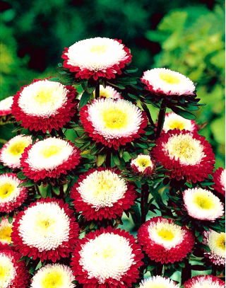 Aster chiński Gusford Supreme - 500 nasion