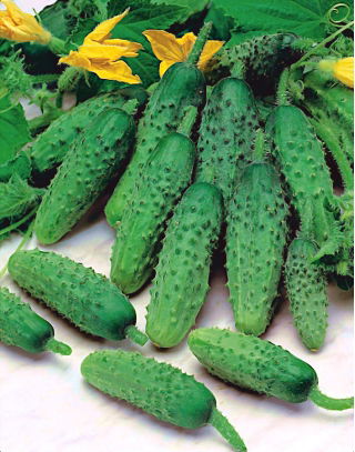 Ogórek Aloe F1 - gruntowy