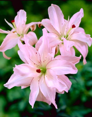 Lilia azjatycka pełna - Spring Pink - duża paczka! - 10 szt.