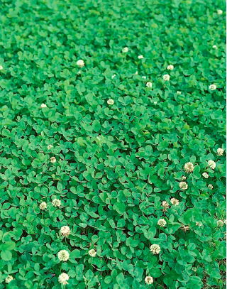 Koniczyna biała drobnolistna Abercrest - 0,5 kg