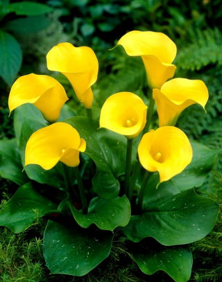 Calla Florex Gold - cebulka XXL