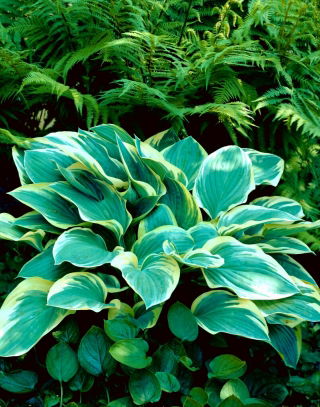 Funkia - Hosta Tambourine