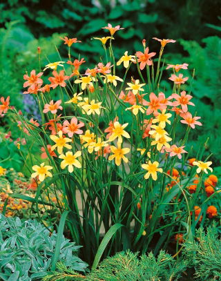 Homeria Mixed - duża paczka! - 100 szt.