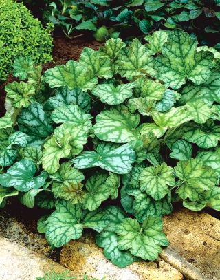 Żurawka - Dale's Strain - duża paczka! - 10 szt.