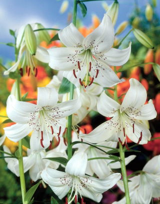 Lilia tygrysia - White Twinkle - GIGA paczka! - 50 szt.