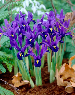 Irys botaniczny - Pixie - GIGA paczka! - 500 szt.