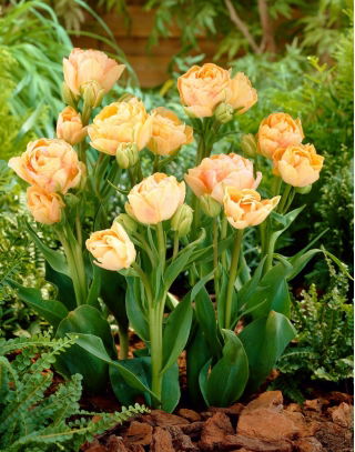 Tulipan Charming Lady - 5 cebulek