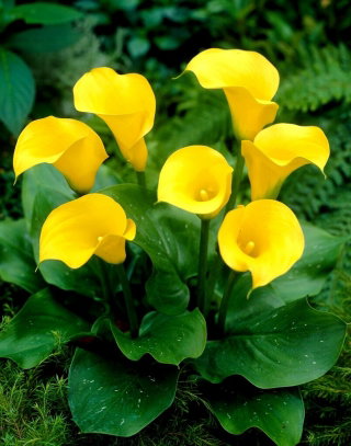 Calla Florex Gold - cebulka XXL - GIGA paczka! - 50 cebulek