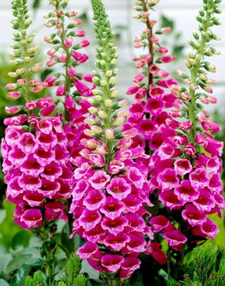 Naparstnica różowa - Camelot Rose - GIGA paczka! - 50 szt.