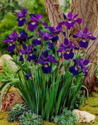 Irys syberyjski, Kosaciec - Teal Velvet - GIGA paczka! - 50 szt.