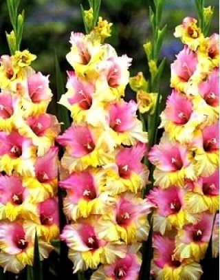 Gladiolus - Mieczyk Mon Amour - 5 cebulek