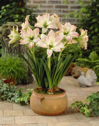 Hippeastrum, Amarylis, Zwartnica - Aphrodite - 1 cebula