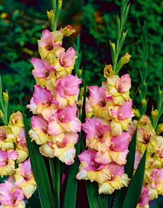 Gladiolus - Mieczyk Mon Amour - 5 cebulek