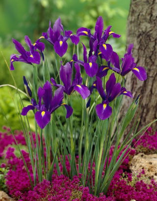 Irys holenderski - Purple Sensation - GIGA paczka! - 500 szt.