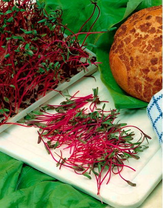 Microgreens - Burak ćwikłowy - młode listki o unikalnym smaku - 1 kg