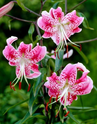Lilia - Rubrum Uchida