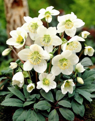 Ciemiernik biały - GIGA paczka! - 50 szt.