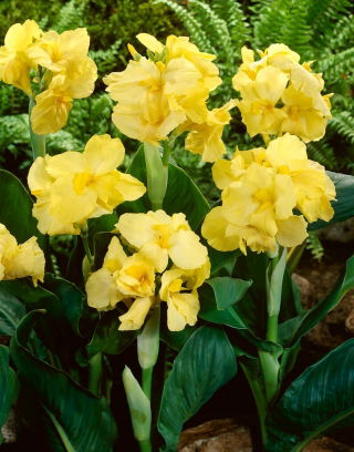 Kanna - Yellow Futurity
