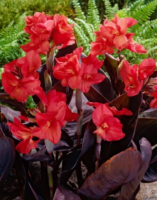 Kanna - Red Futurity - GIGA paczka! - 50 szt.