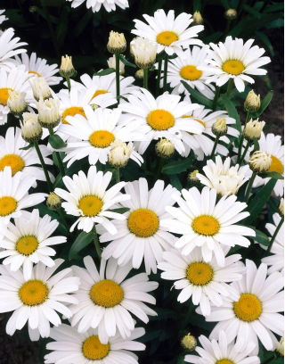 Złocień wielki - Alaska - 1 szt.