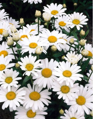 Złocień wielki - Alaska - duża paczka! - 10 szt.