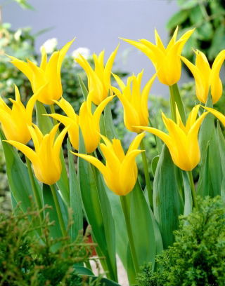 Tulipan Schiedam - 5 cebulek