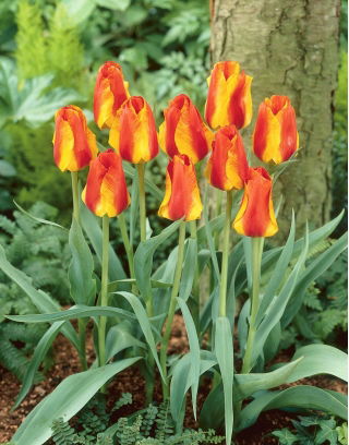 Tulipan United States - 5 cebulek