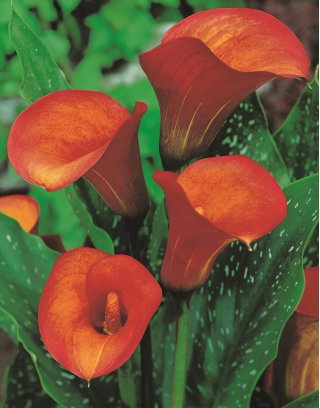 Calla Flame - GIGA paczka! - 50 cebulek