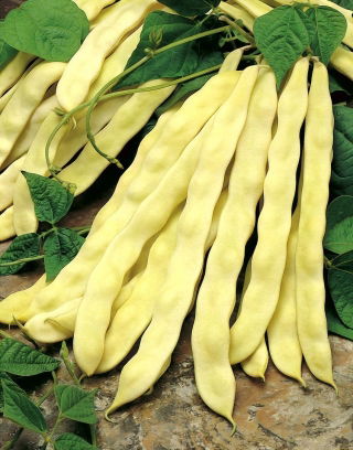 Fasola Goldmarie - szparagowa typu Mamut - duże opakowanie - 500 gram