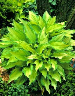 Funkia - Hosta Albopicta - duża paczka! - 10 szt.