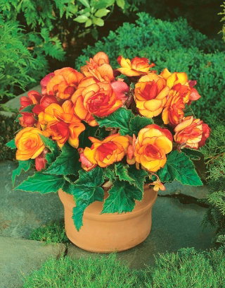 Begonia - Picotee Yellow - żółto-pomarańczowa - GIGA paczka! - 100 szt.