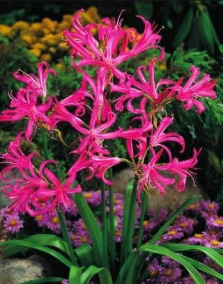 Nerine Bowdenii - GIGA paczka! - 100 szt.