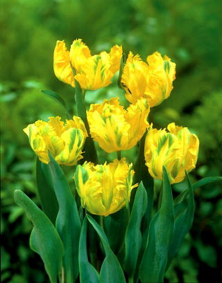 Tulipan papuzi Texas Gold - 5 cebulek