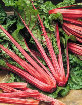 Burak liściowy Rhubarb Chard - czerwony - 225 nasion