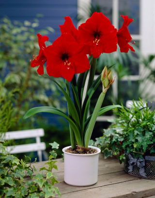 Hipeastrum - Amarylis - Czerwony - 1 cebula GIGANT