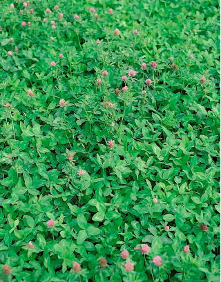 Koniczyna łąkowa Nike - 10 kg