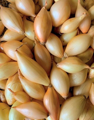 Cebula dymka - zimująca - Shakespeare - 10 kg