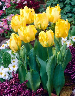 Tulipan Eagle Wings - GIGA paczka! - 250 cebulek