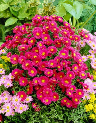 Aster krzaczasty - Jenny - GIGA paczka! - 50 szt.