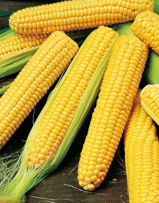 Kukurydza cukrowa Golden Bantam - duże opakowanie - 500 gram