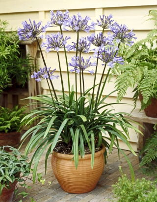 Agapant Dr Brouwer - Agapanthus - GIGA paczka! - 50 szt.