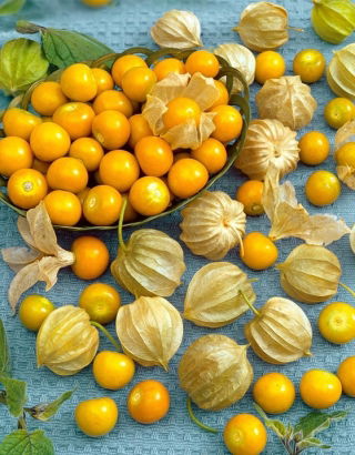 Rodzynek brazylijski - miechunka jadalna