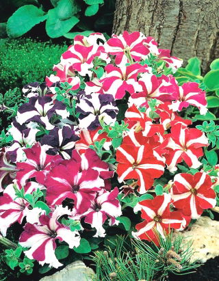 Petunia niska gwieździsta - 800 nasion
