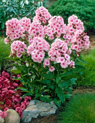 Floks (Phlox) - Płomyk wiechowaty - Bright Eyes - duża paczka! - 10 szt.