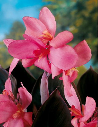 Kanna - Shining Pink - GIGA paczka! - 50 szt.