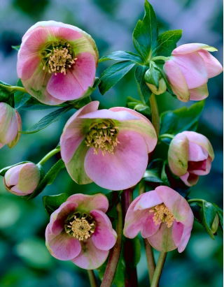 Ciemiernik wschodni - GIGA paczka! - 50 szt.