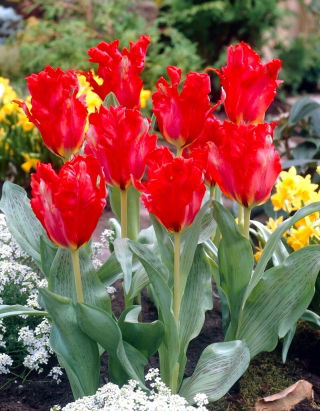 Tulipan Giant Parrot - GIGA paczka! - 250 szt.